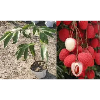 Red Litchi Plant